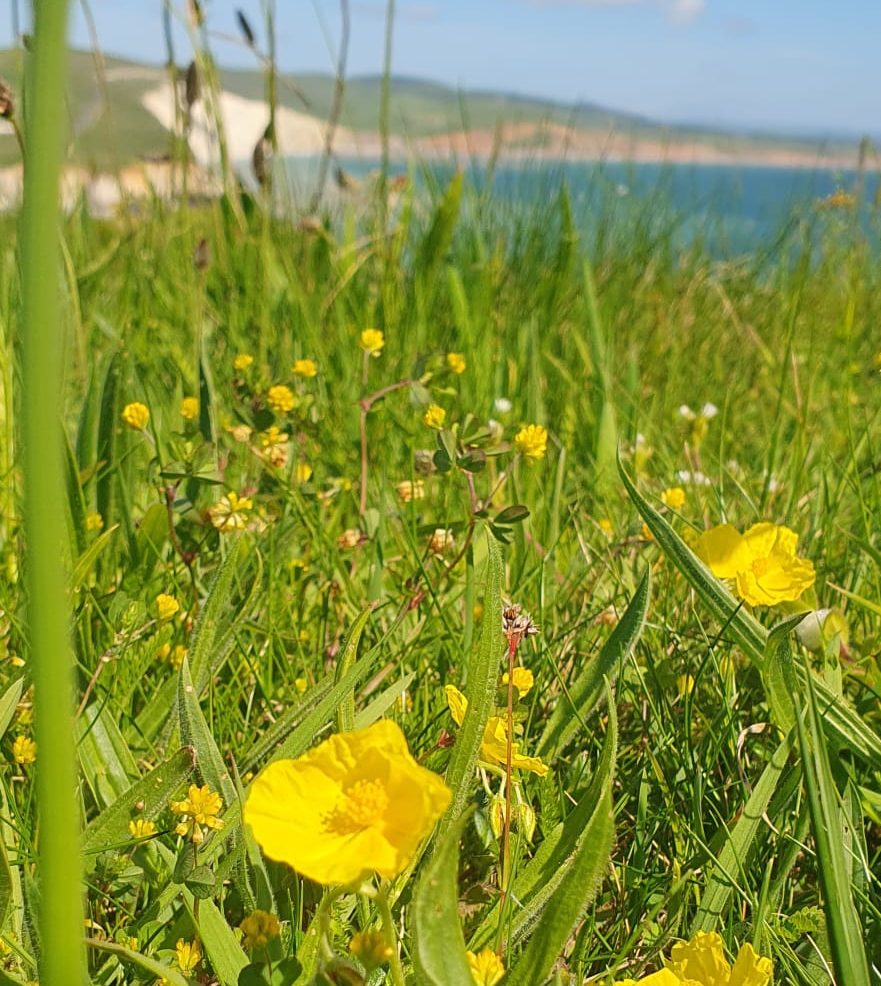 Close up photo of yellow flower Rock Rose with chalk cliffs in the background