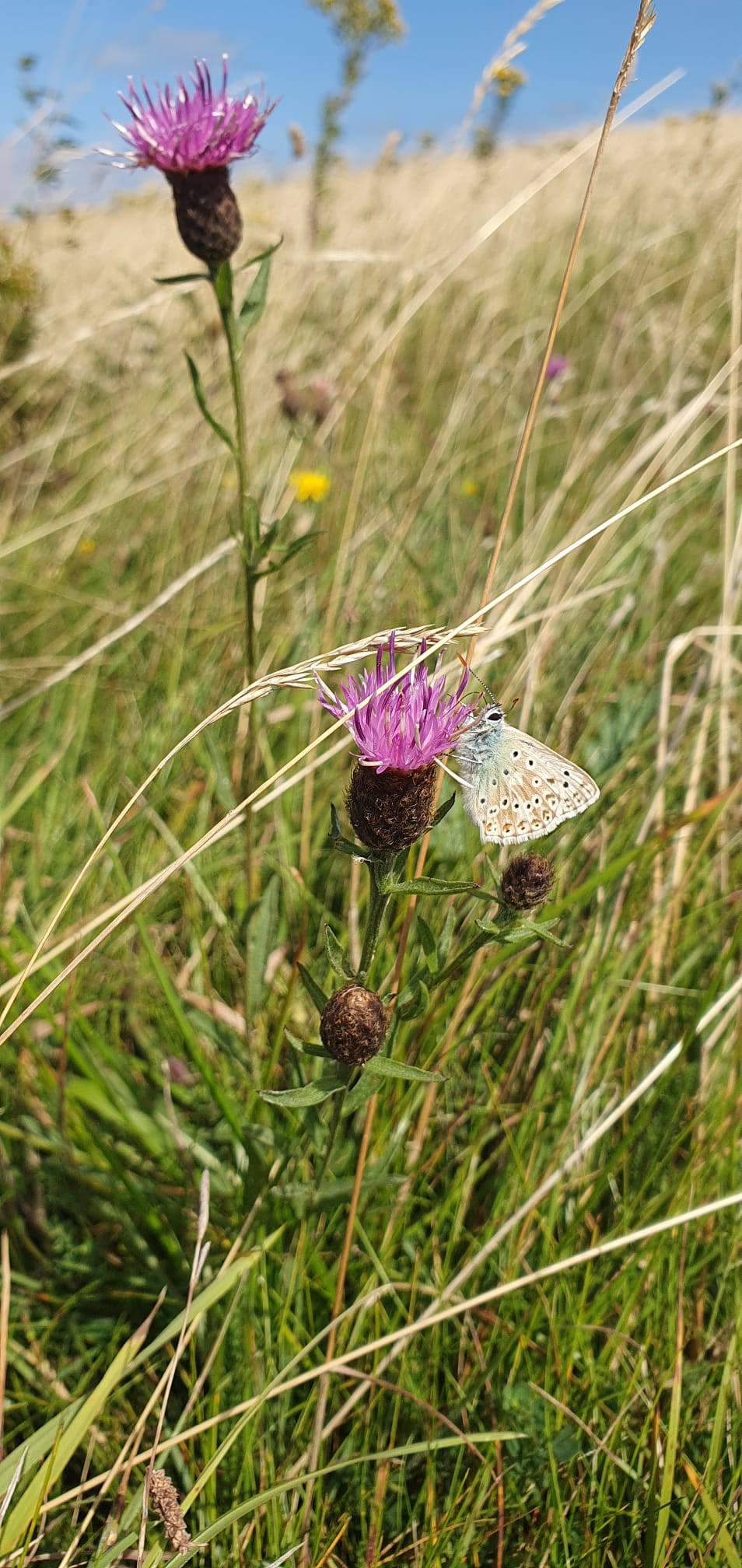 Blue butterfly feeding in chalk grassland habitat