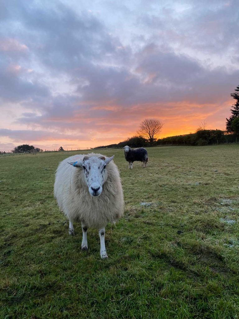 One white and one black sheep in a field with green grass and with a warm yellow and orange coloured sky on a cold day