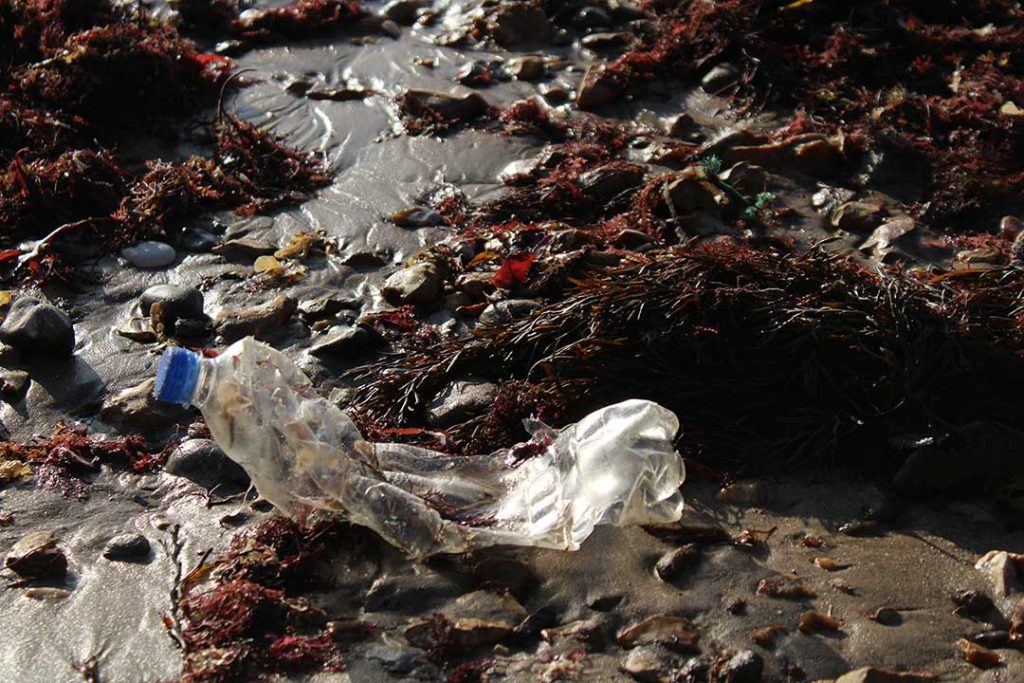 Red seaweed on the beach at low tide with a plastic bottle in the centre of the photo