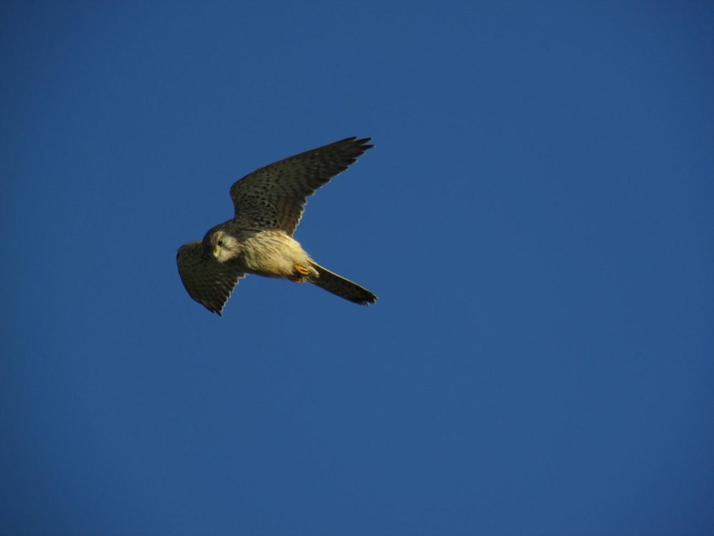 Photo of a kestrel in flight taken from underneath. Patterned wings against a clear blue sky