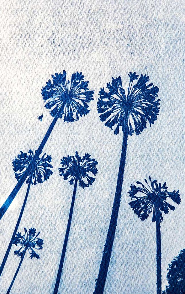 Cyanotype print of agapanthus. White background and dark blue print of flowers