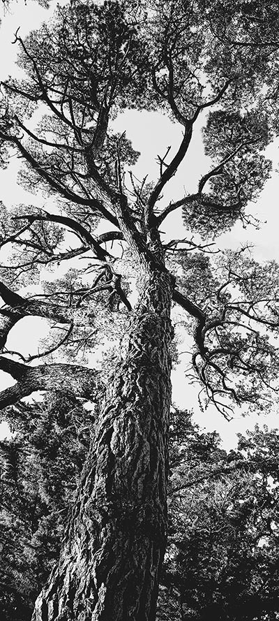 Back and white photo of the view from under a tree looking up, showing the bark in detail and high contrast between sky and branches