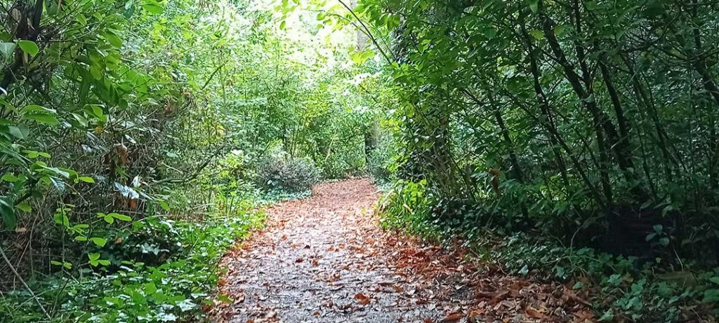Forest path covered in brown leaves, either side of path sheltered by native green trees