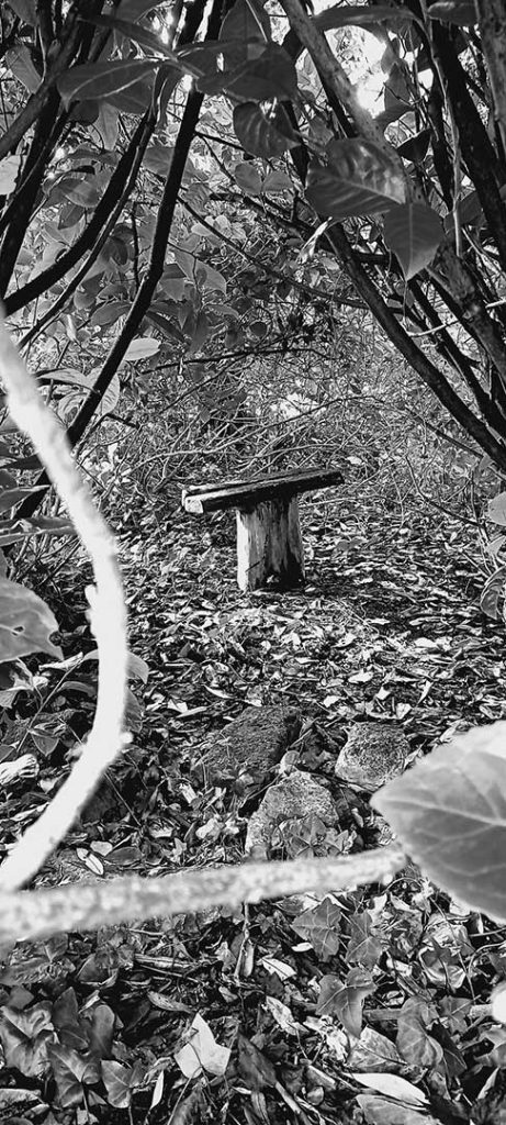 Black and white photo looking through branches into a clearing with a small wooden bench