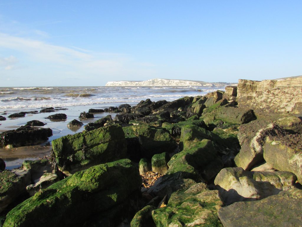 Low tide at beach showing seaweed covered rocks with dramatic chalk cliffs in the background