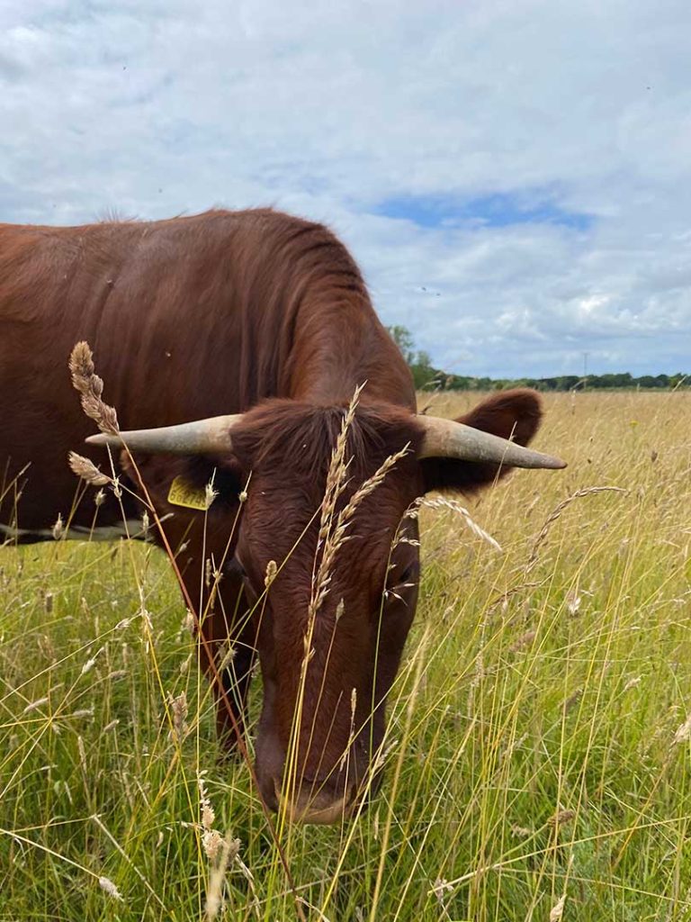 Photo of a brown cow grazing on long green grass, blue sky in the background