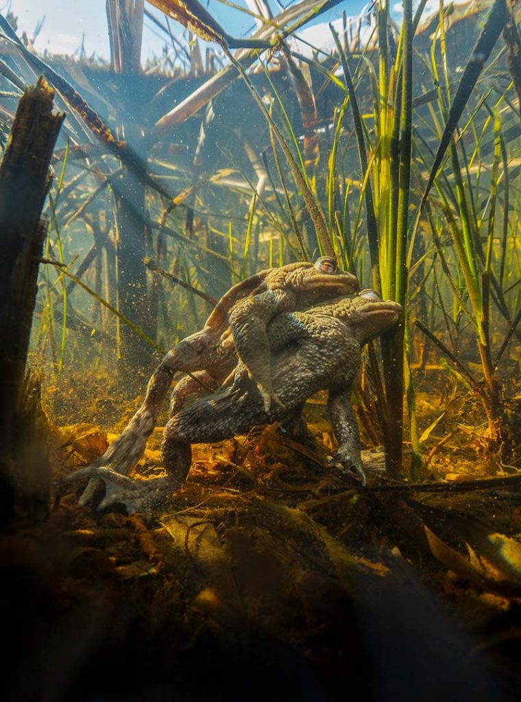 Underwater photo of toads mating in shallow reed filled water lit by sun rays