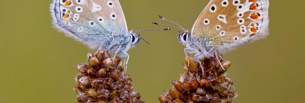 A close up photo of Common blue male and female butterflies on their food plants