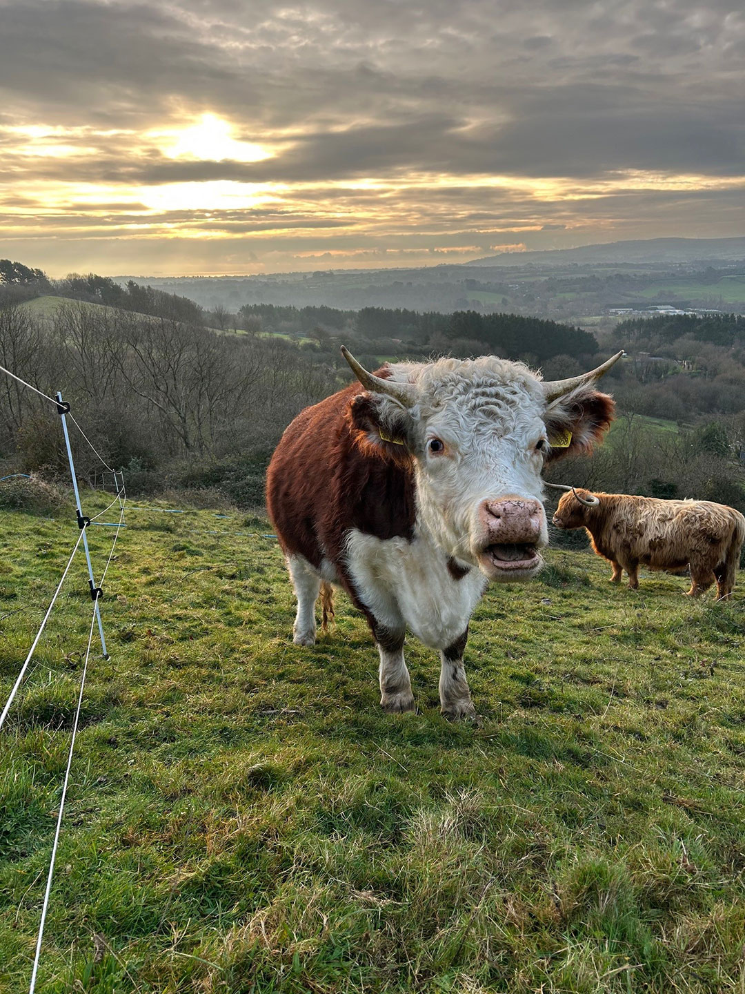 Cow in the field looking to camera on a hillside with the sunset in the background