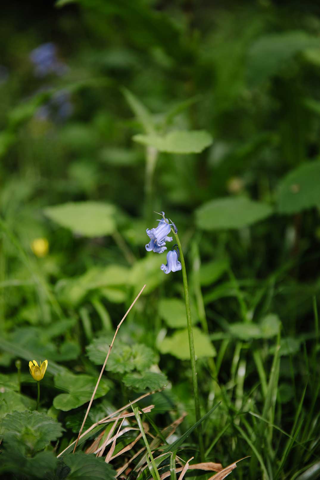 Close up photo of a bluebell with green leaves blurred in the background
