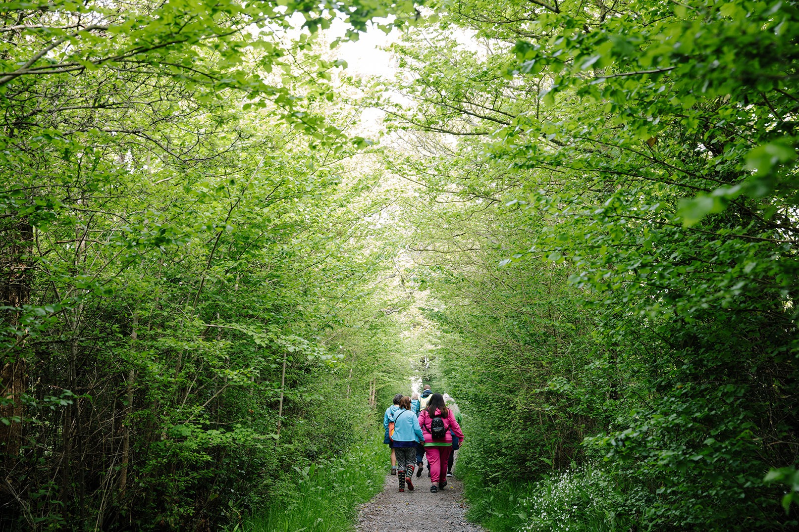 View of walkers from behind at a distance walking down a green tunnel like path in a woodland
