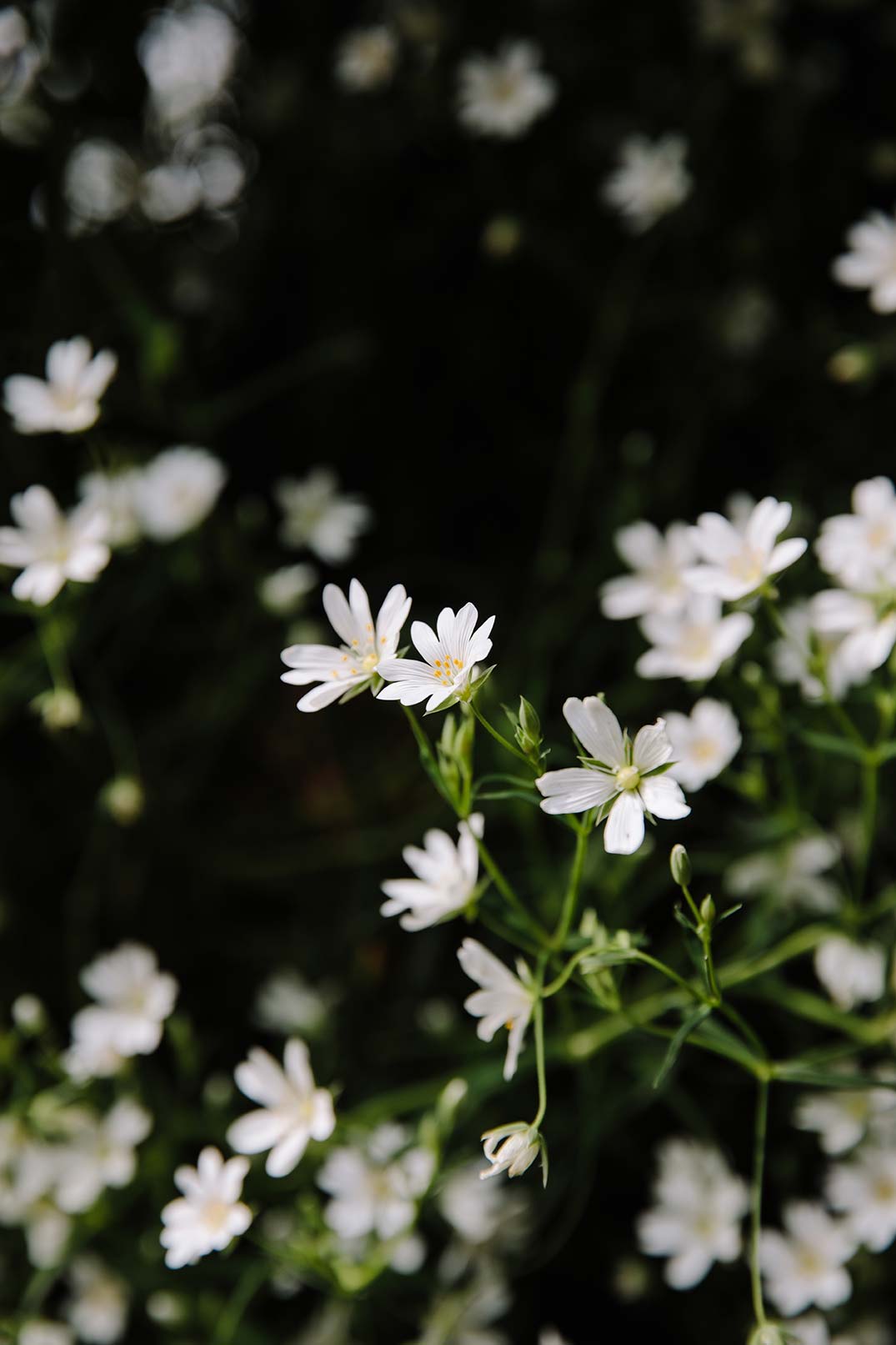 Close up of wild flowers