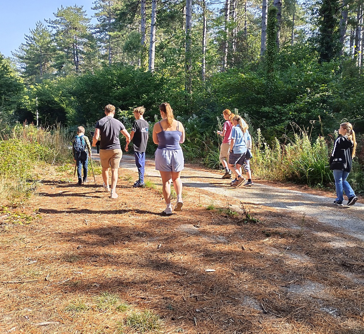 Young people walking in pine forest on sunny day