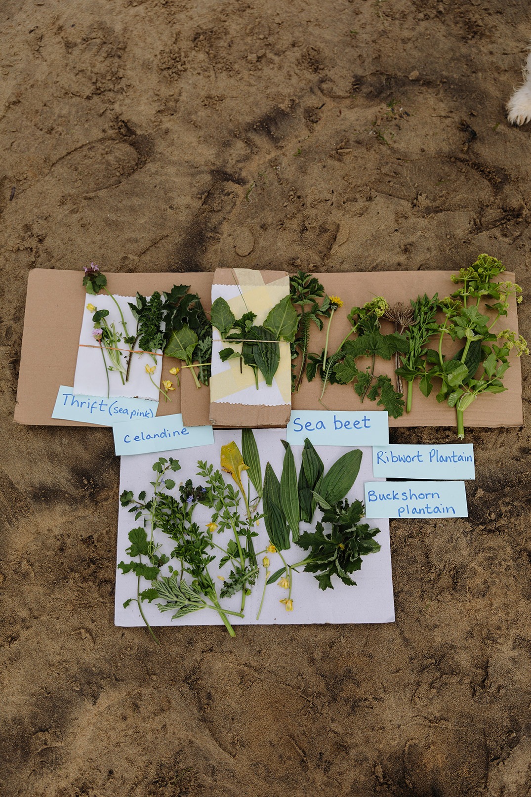 Coastal plants, flowers and leaves collected by group and arranged on card and paper on the sand with identification labels