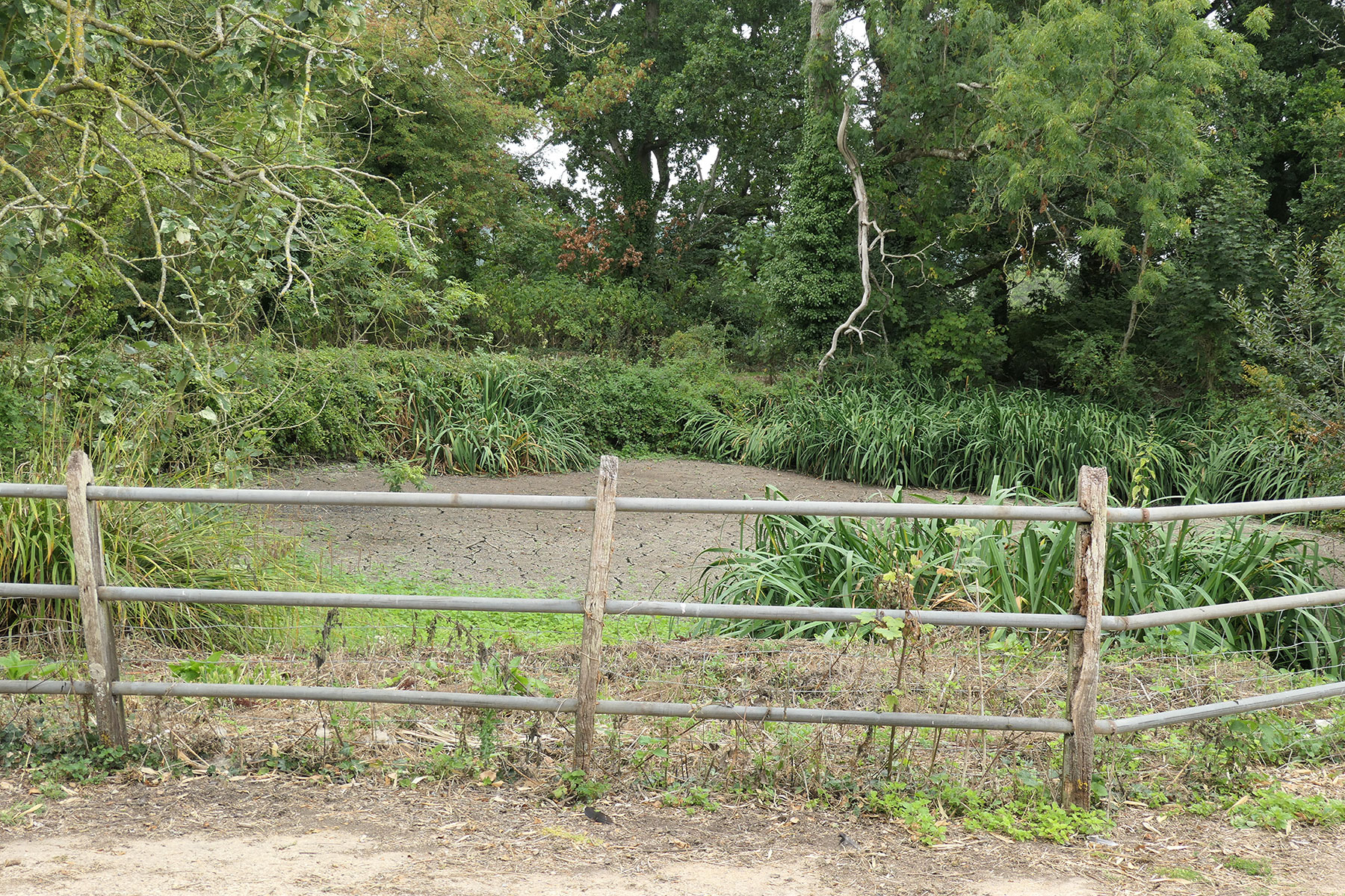 Photo of pond full of brown silt surrounded by overgrown green trees, three bar fence in the foreground