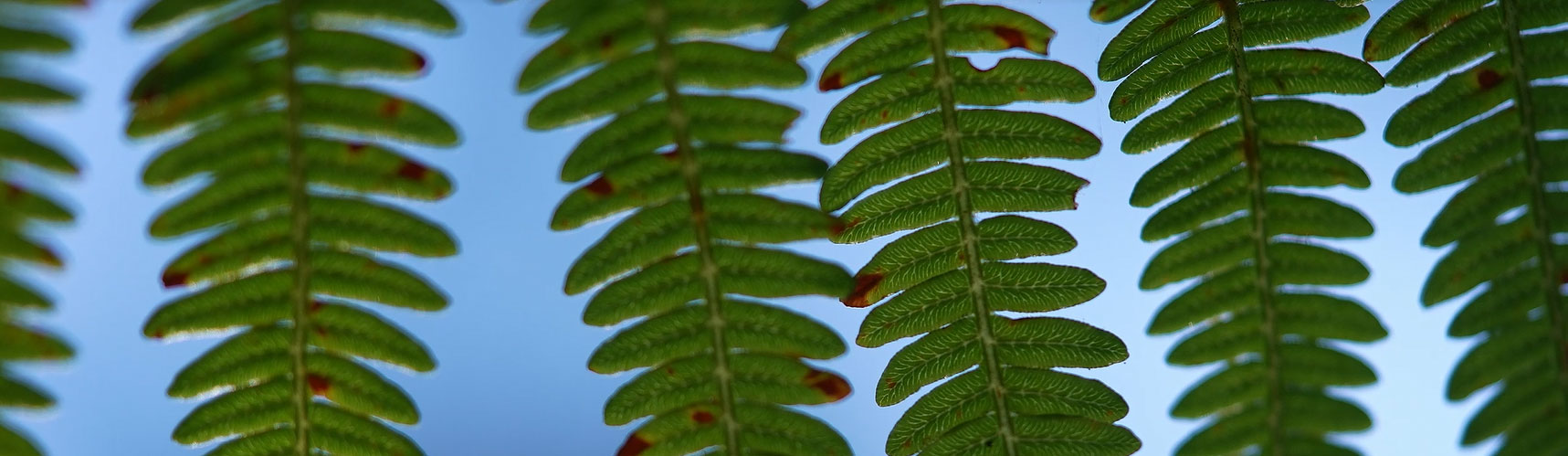 Close up photo of green bracken against a blue sky