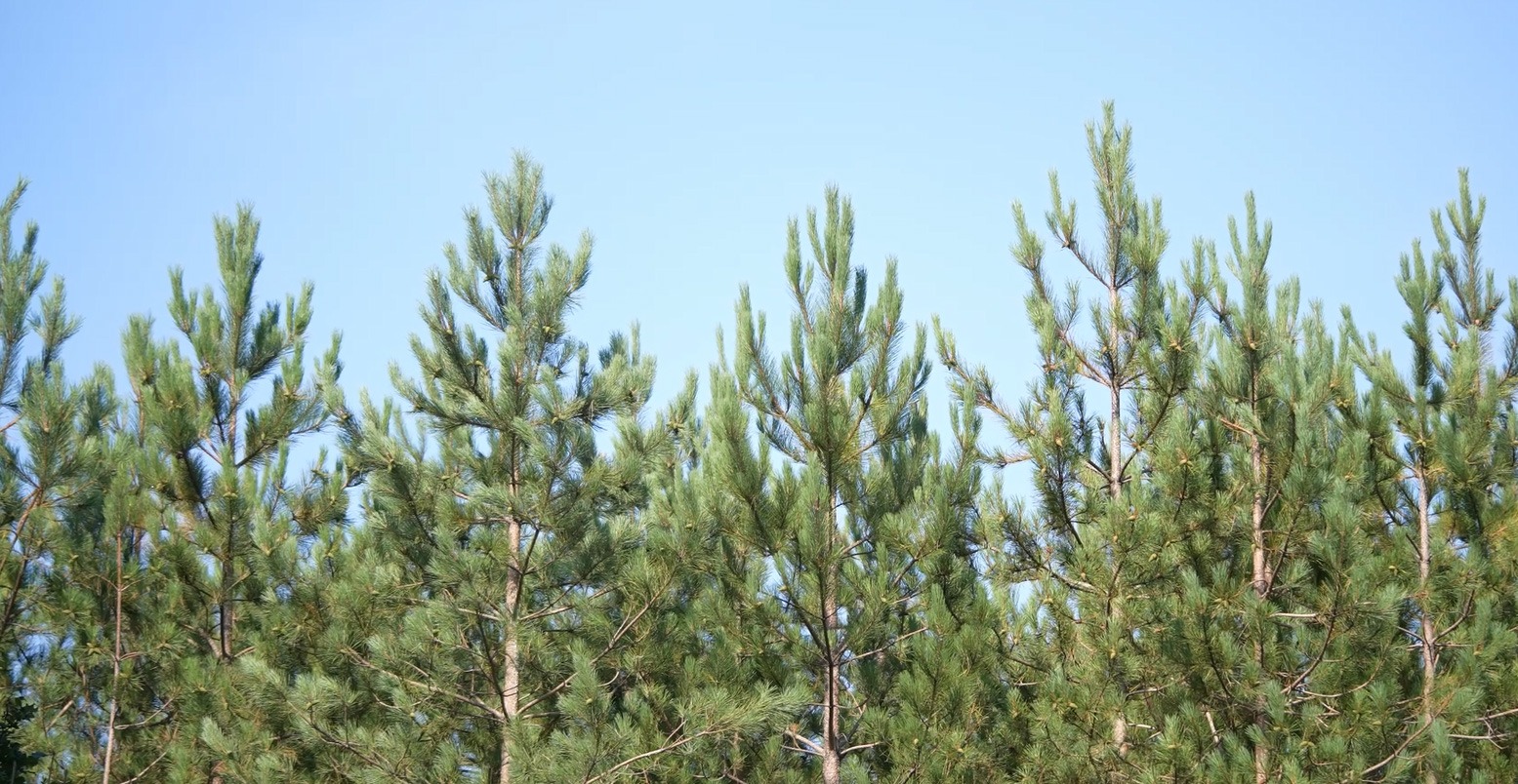 Bouldnor Forest pine tree tops against blue sky