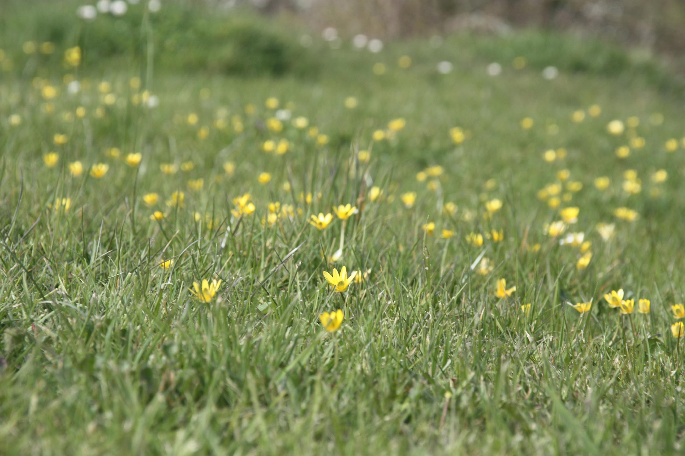 Close up of small yellow flowers in long grass at ground level