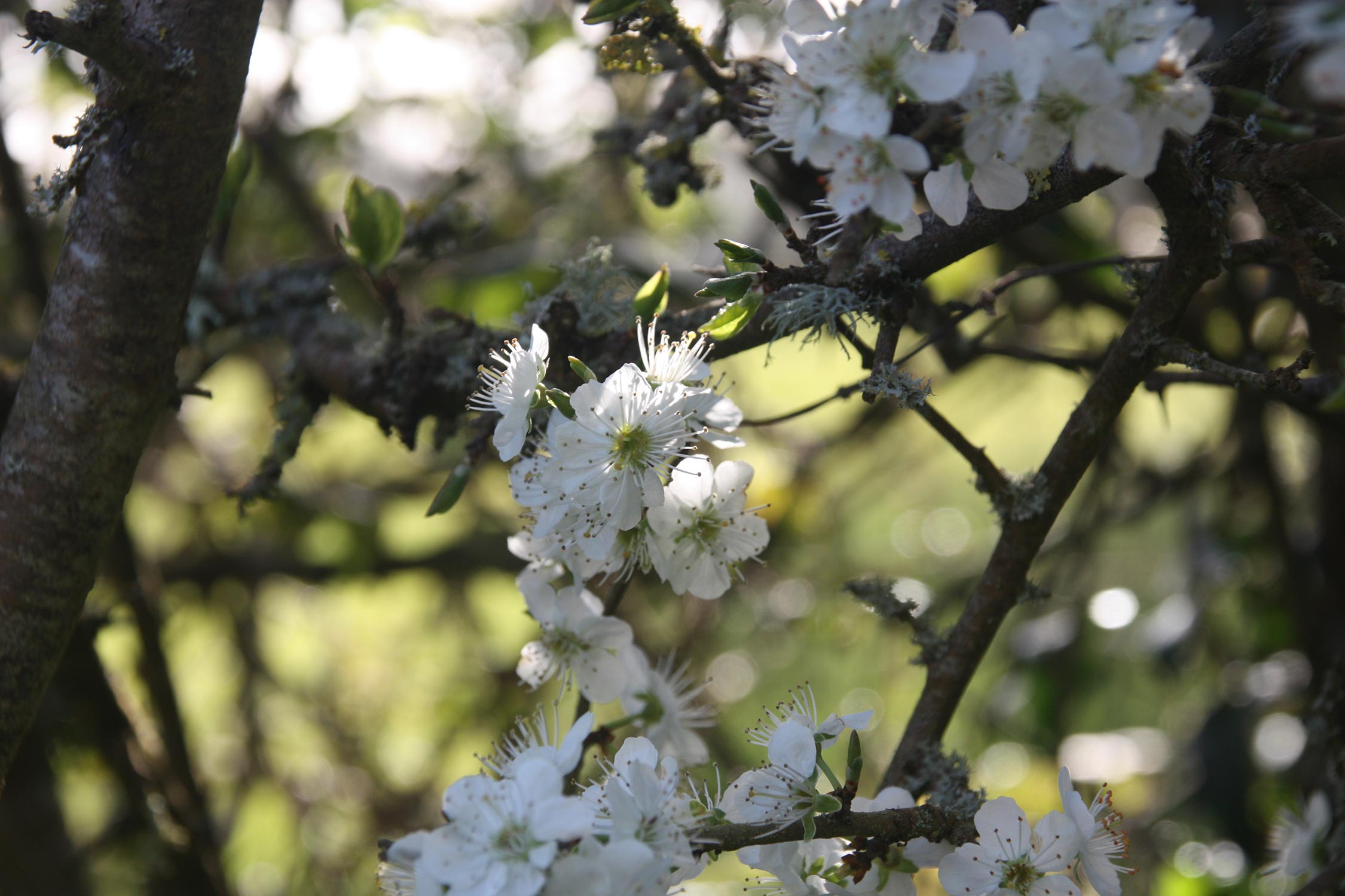 Close up photo of blossom in dappled light