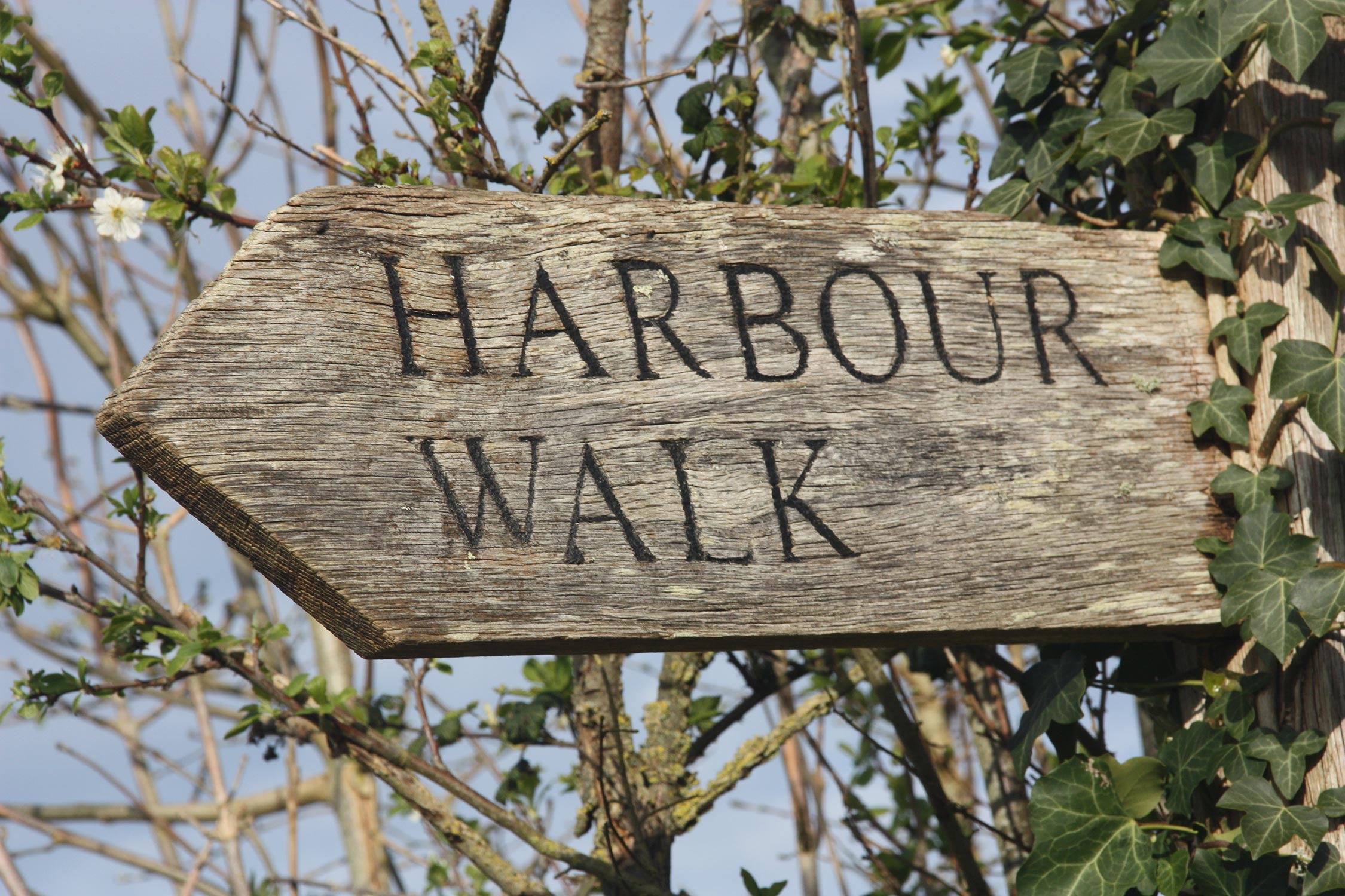 Wooden harbour walk sign with ivy in the background