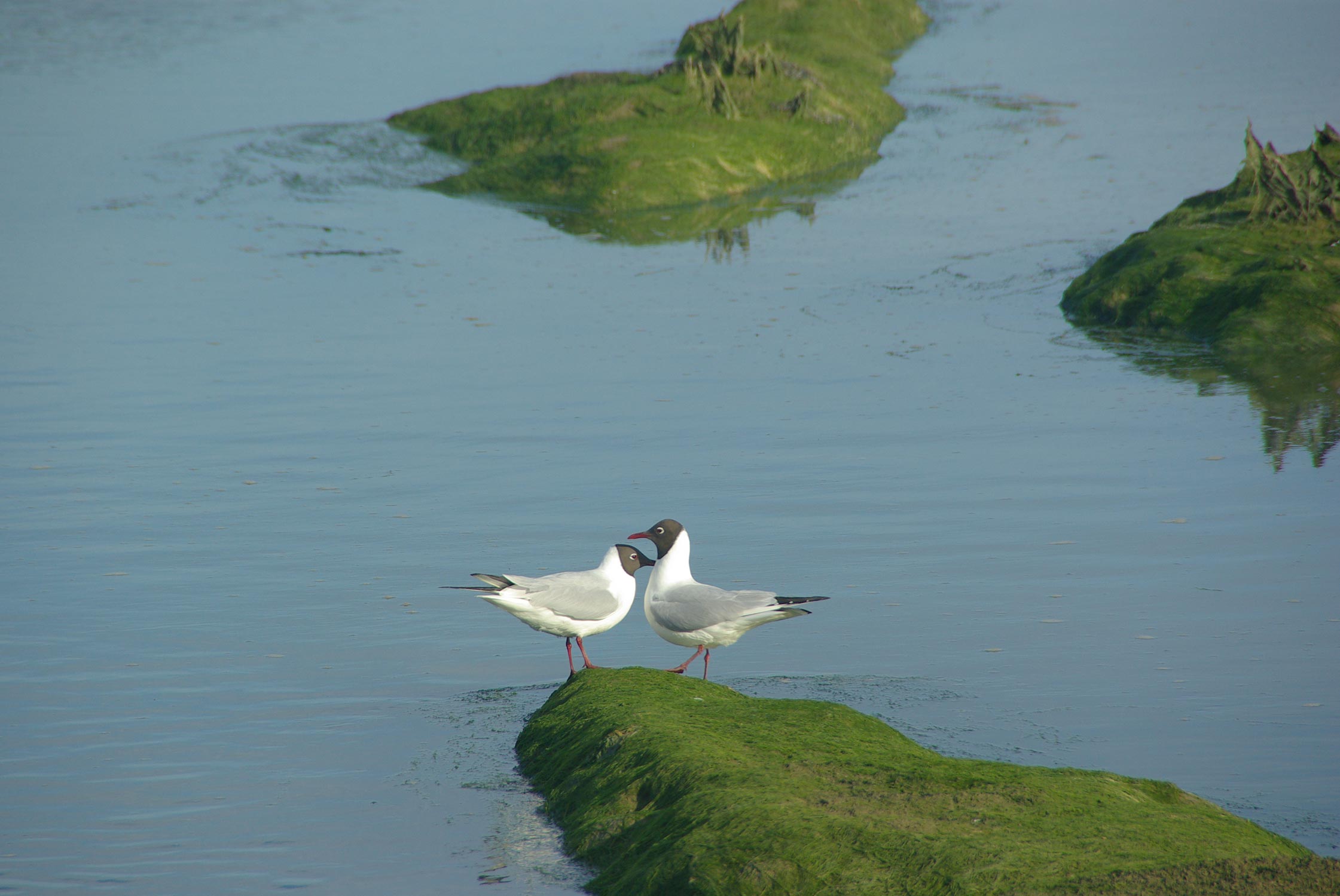 Two birds face to face talking, clam still water in the background