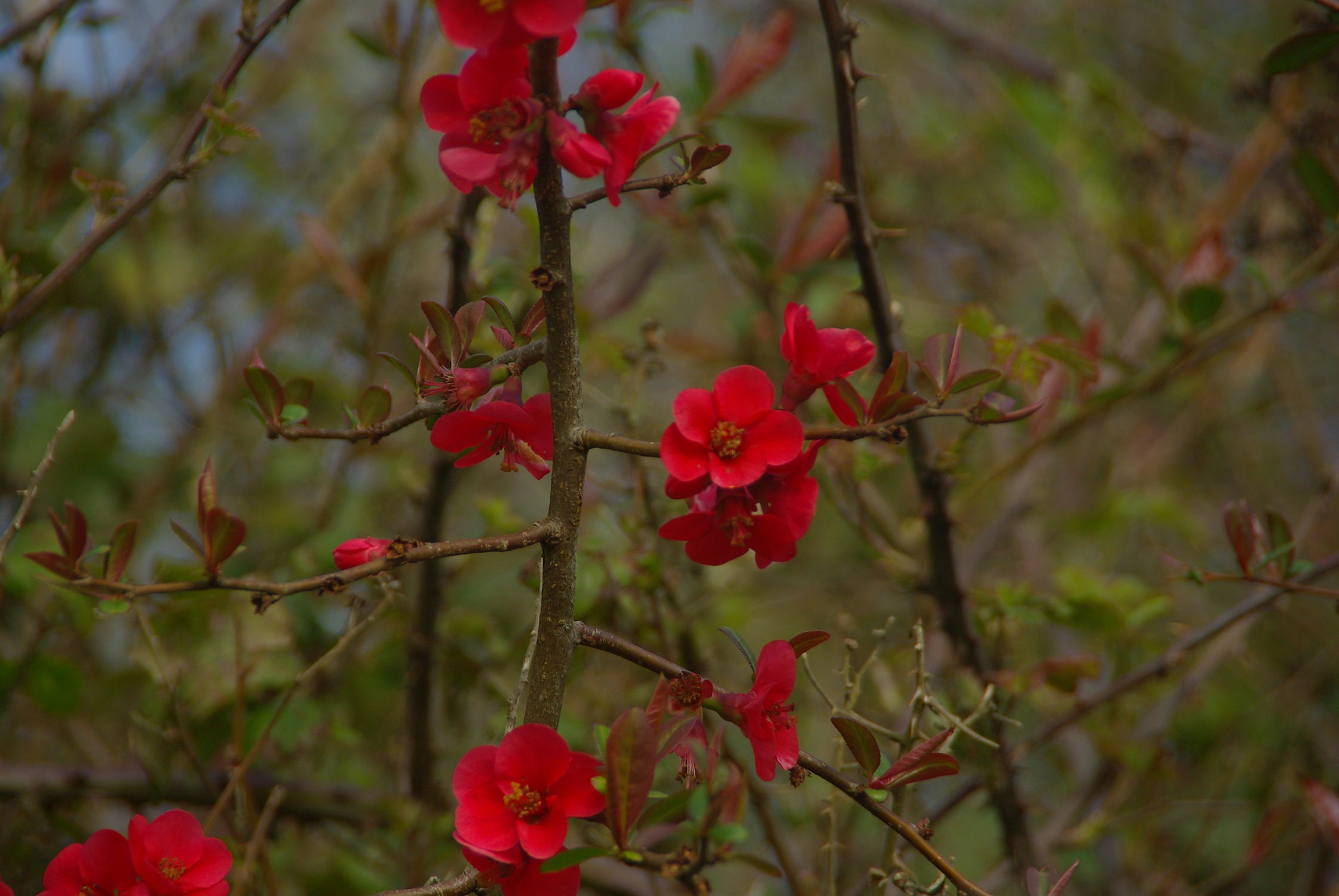 Red flowers on tree in shade