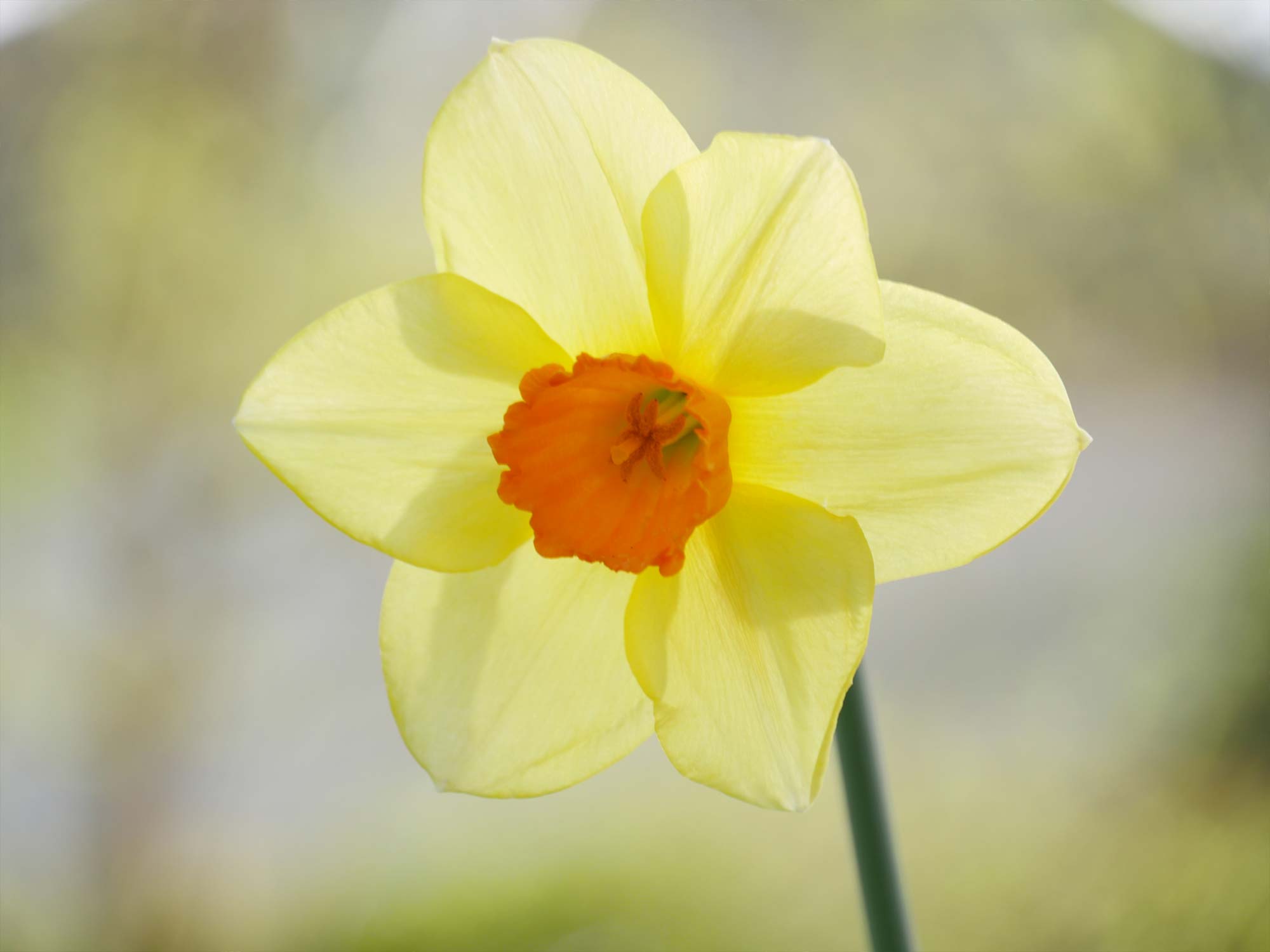 Close up of daffodil with sunlight behind, pale yellow petals