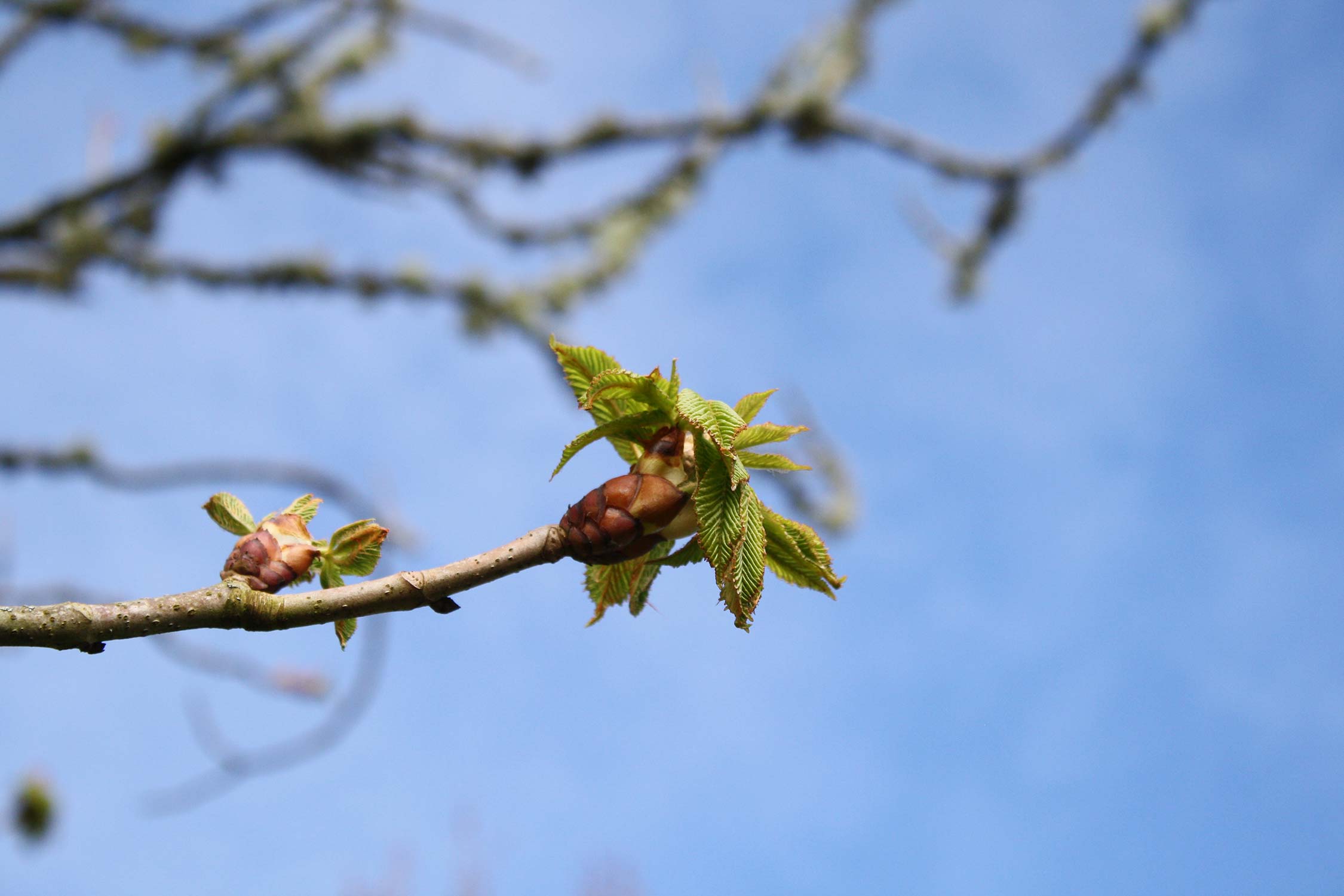 Tree in bud against a blue sky