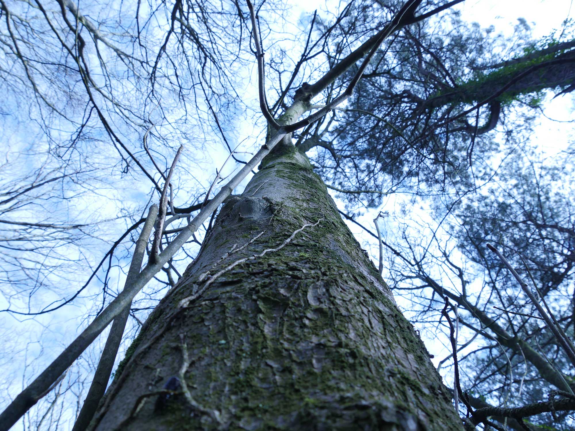 Looking up a tree trunk against a cold blue and white sky