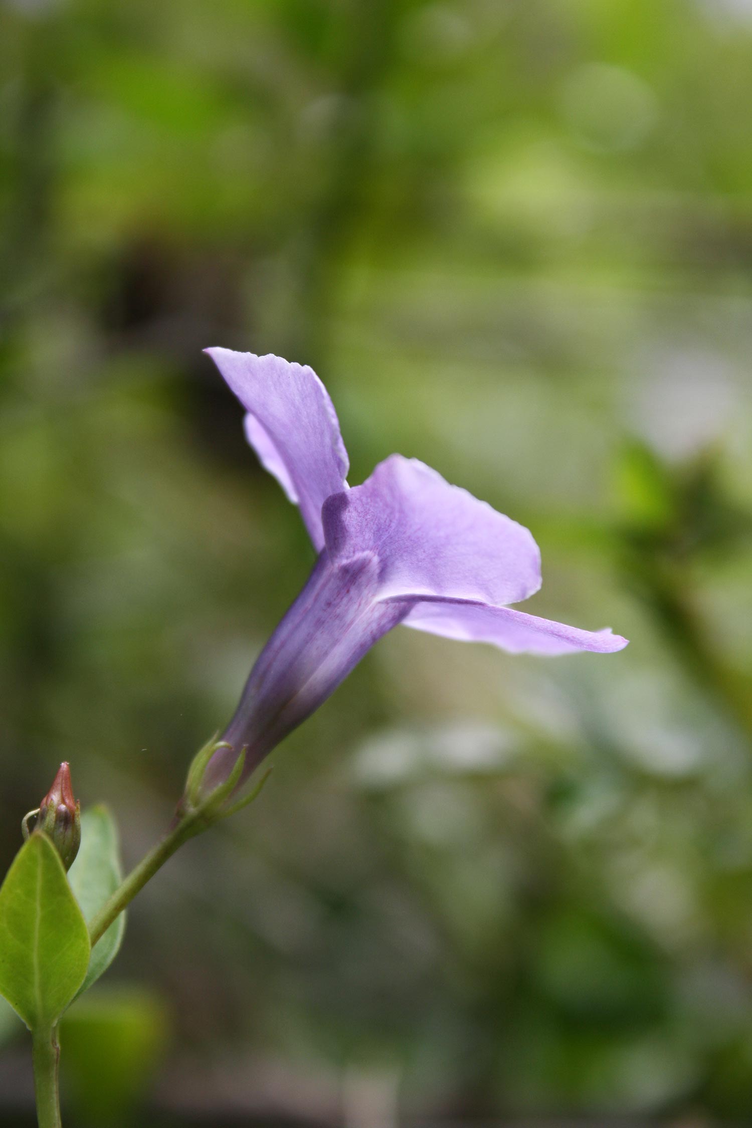 Close up of dog rose, lilac coloured flower with light behind