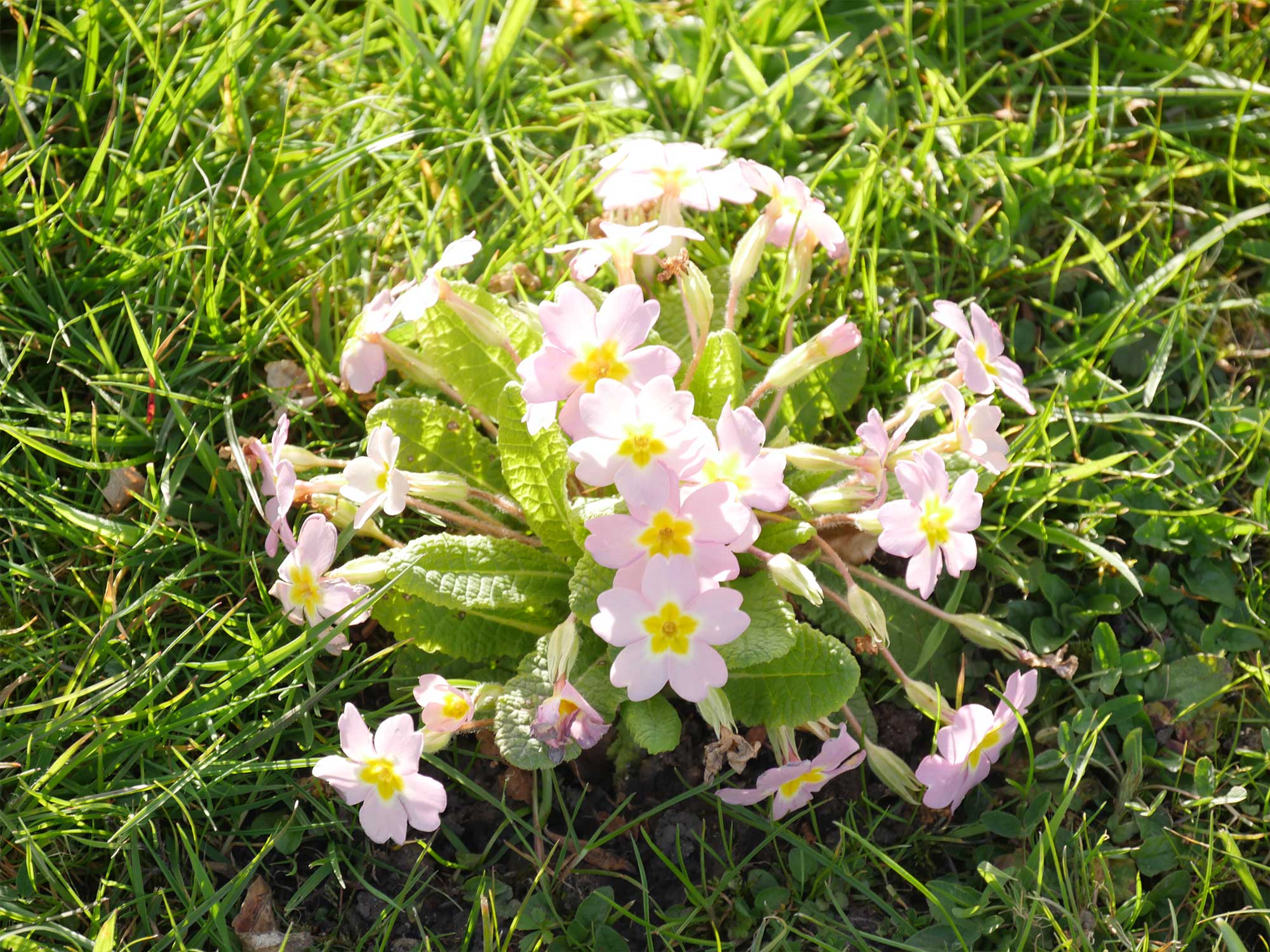 Pale pink primroses in full sunlight
