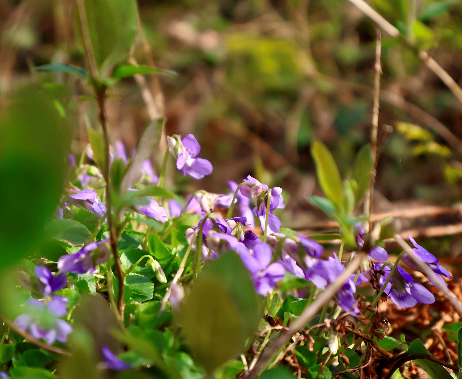 Blurred green leaves in the foreground, lilac spring flowers in the sunlight in the background