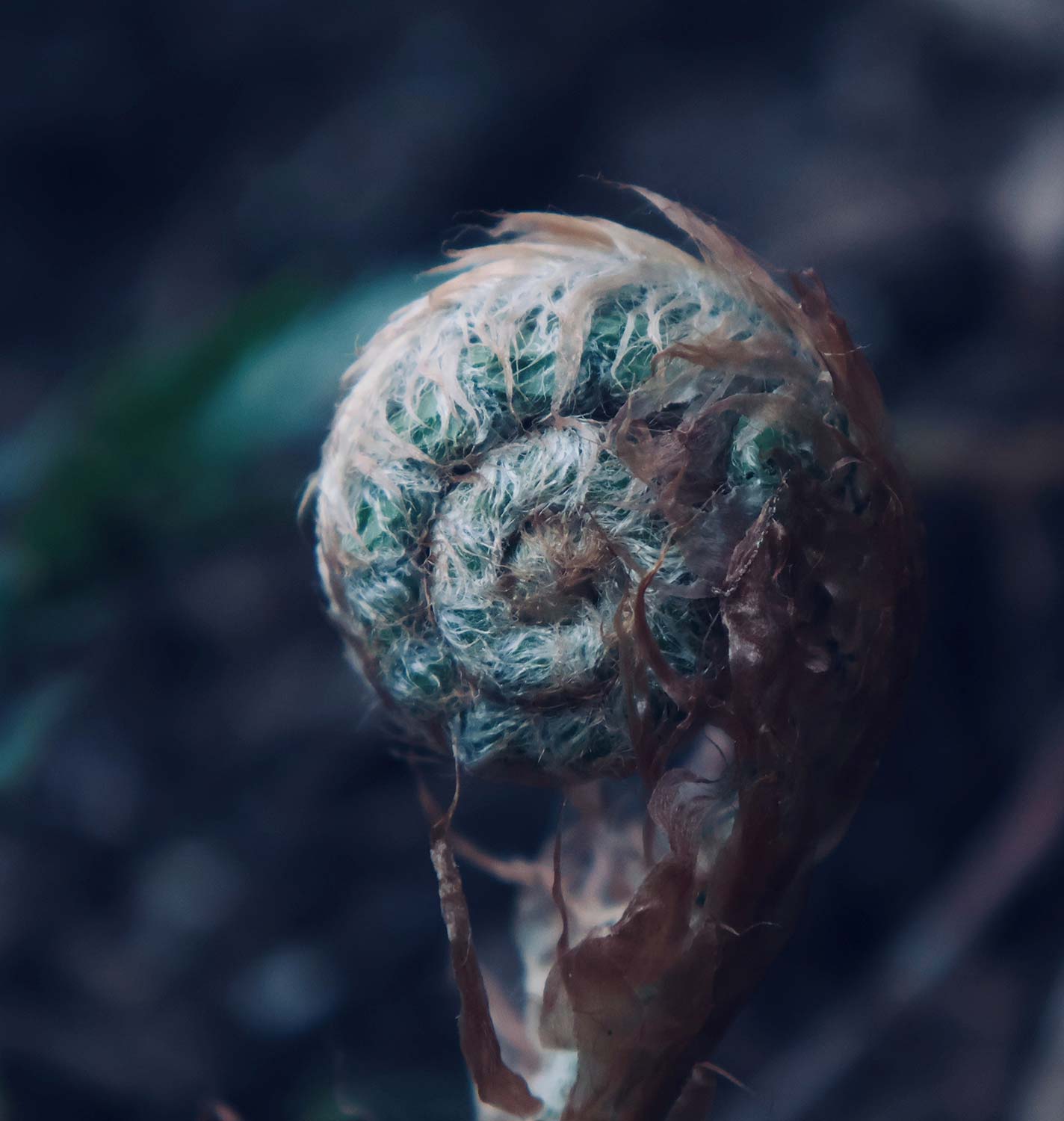 Macro photo of fern curled up before unravelling desaturated colours, browns and dark blues