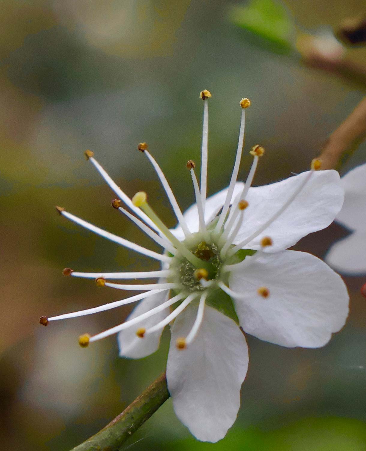macro photo of hawthorn blossom