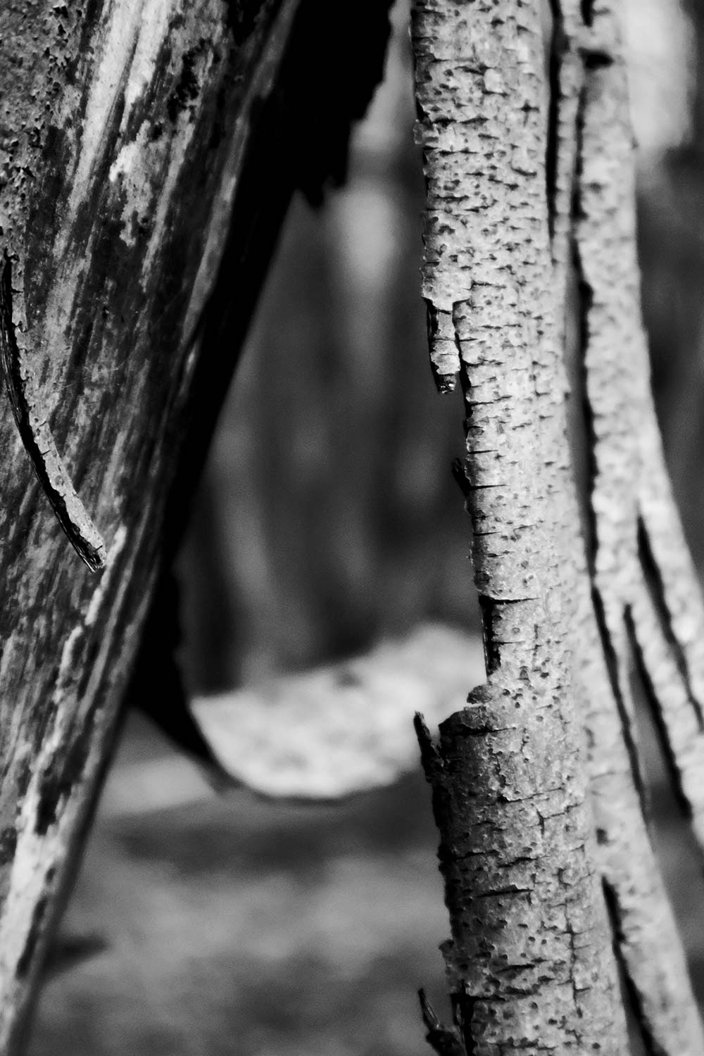 Close up of tree bark in black and white