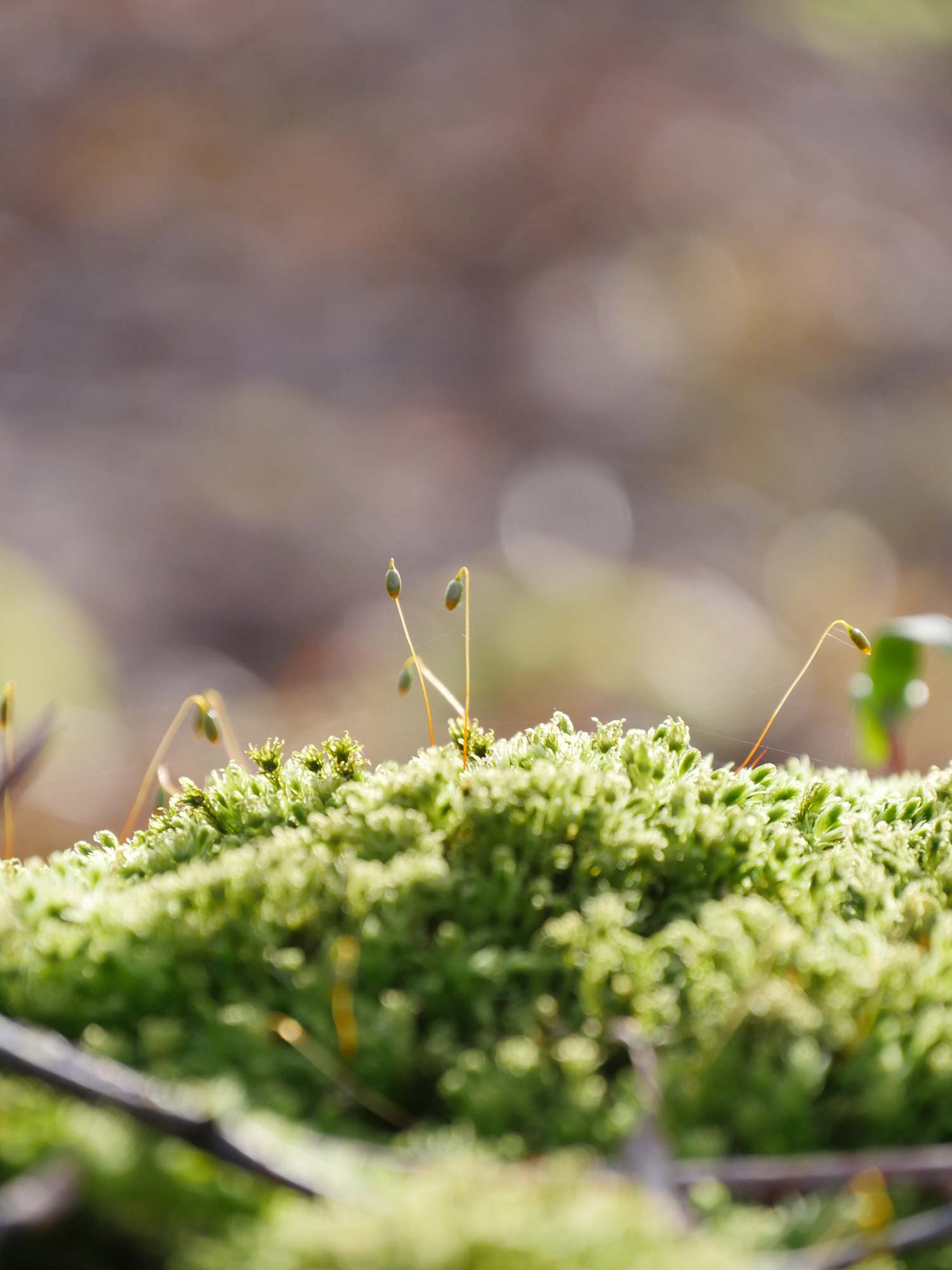 Close up of shoots, green moss in the sunlight in the foreground and a blurred brown background