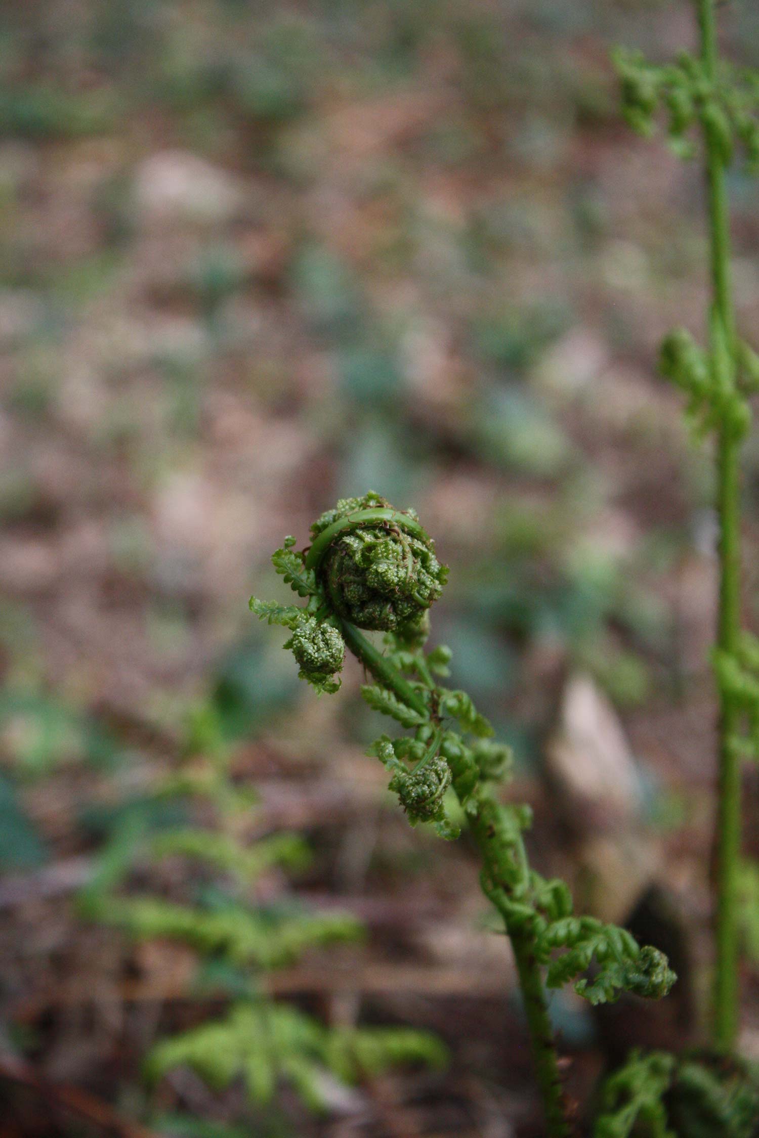 Dark photo with greens and browns, fern unravelling in the foreground
