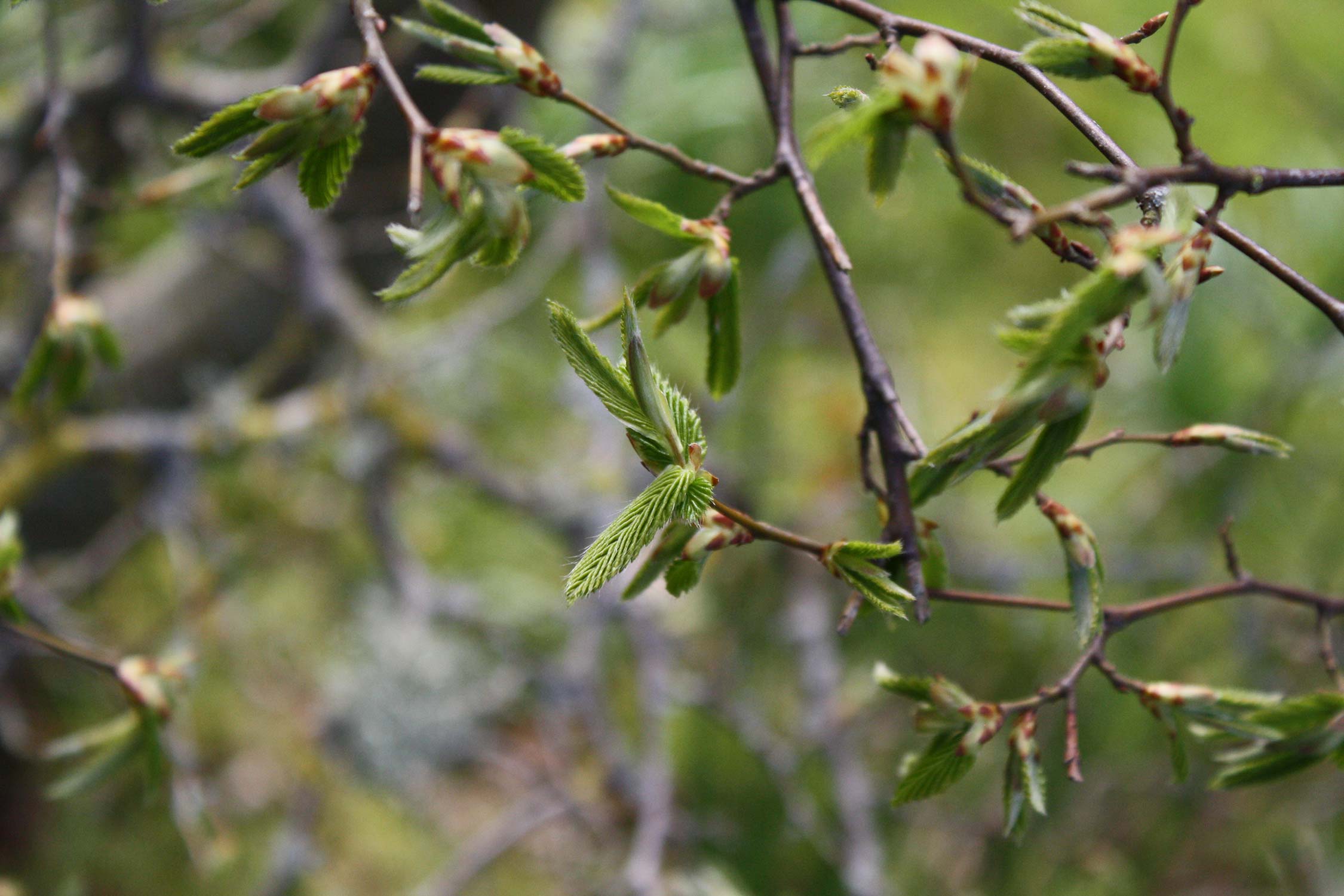 Close up of tree in bud, pale greens and muted browns