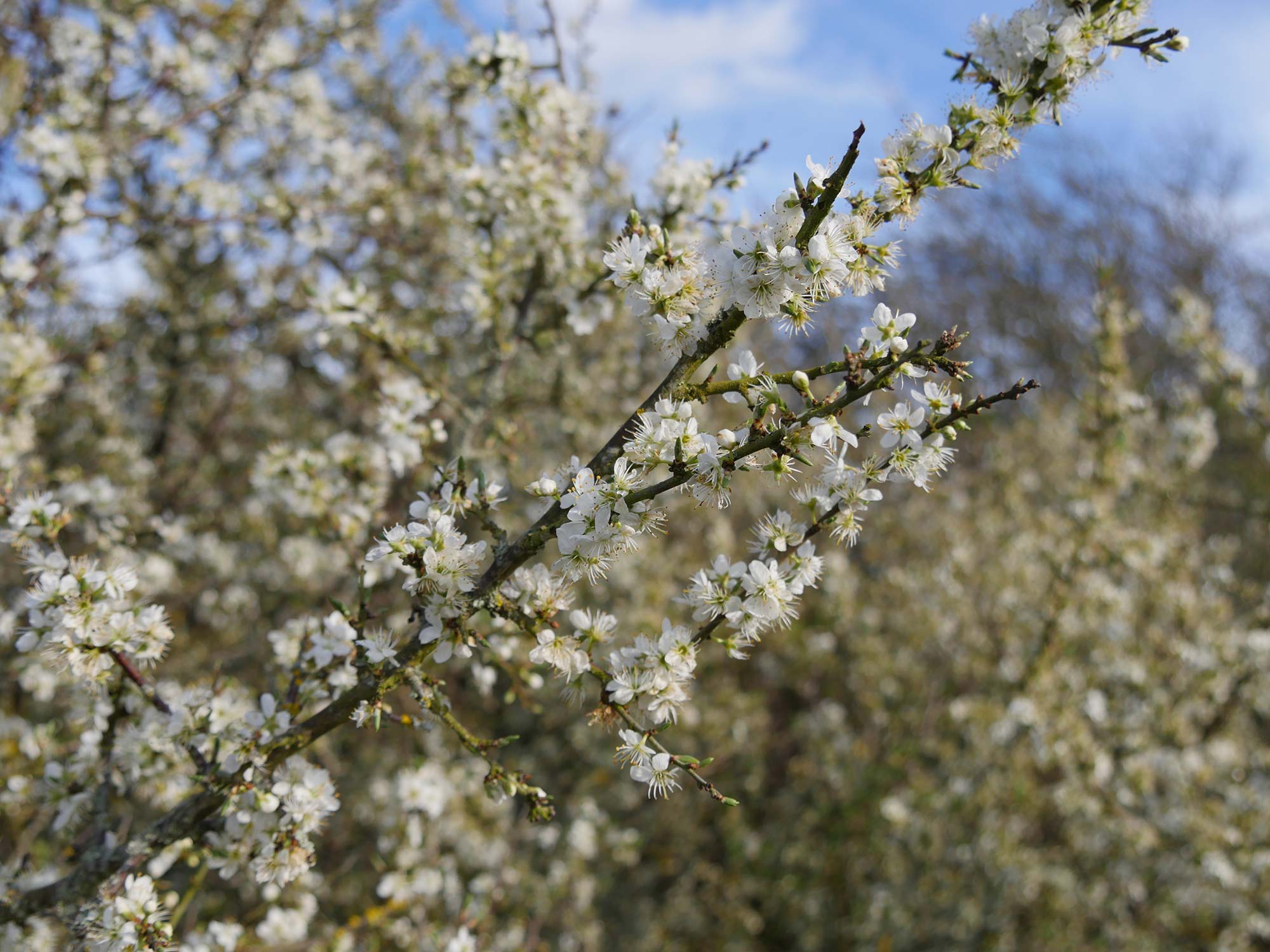 Hawthorn bush bursting with flowers