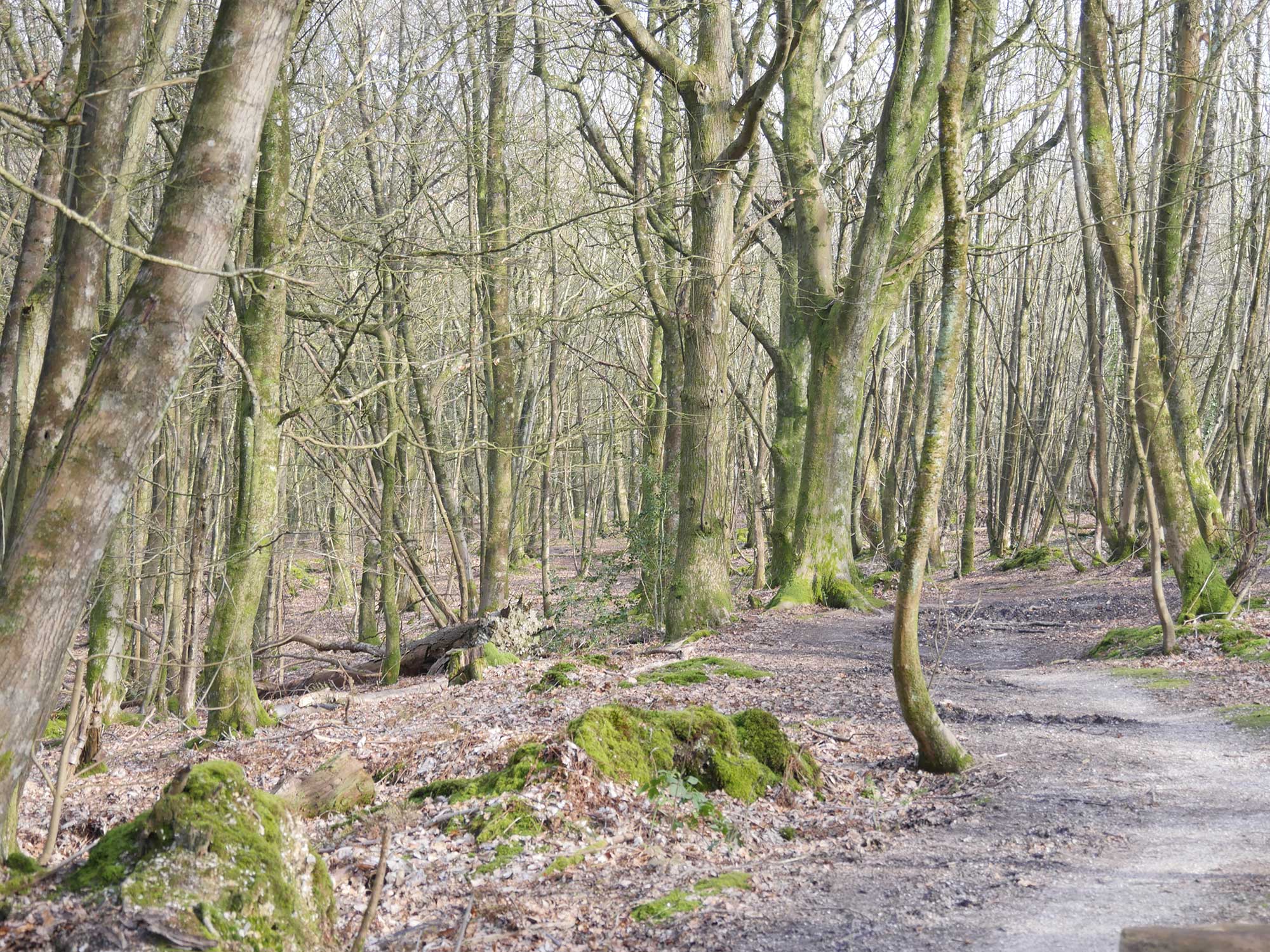 Forest in pale light with leafless trees, early spring
