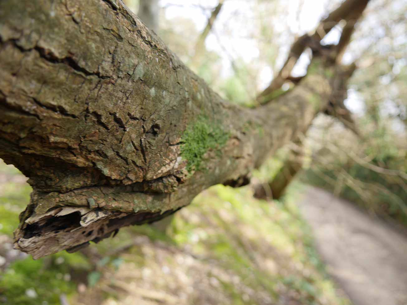 Photo along a fallen tree trunk, bark in focus in the foreground
