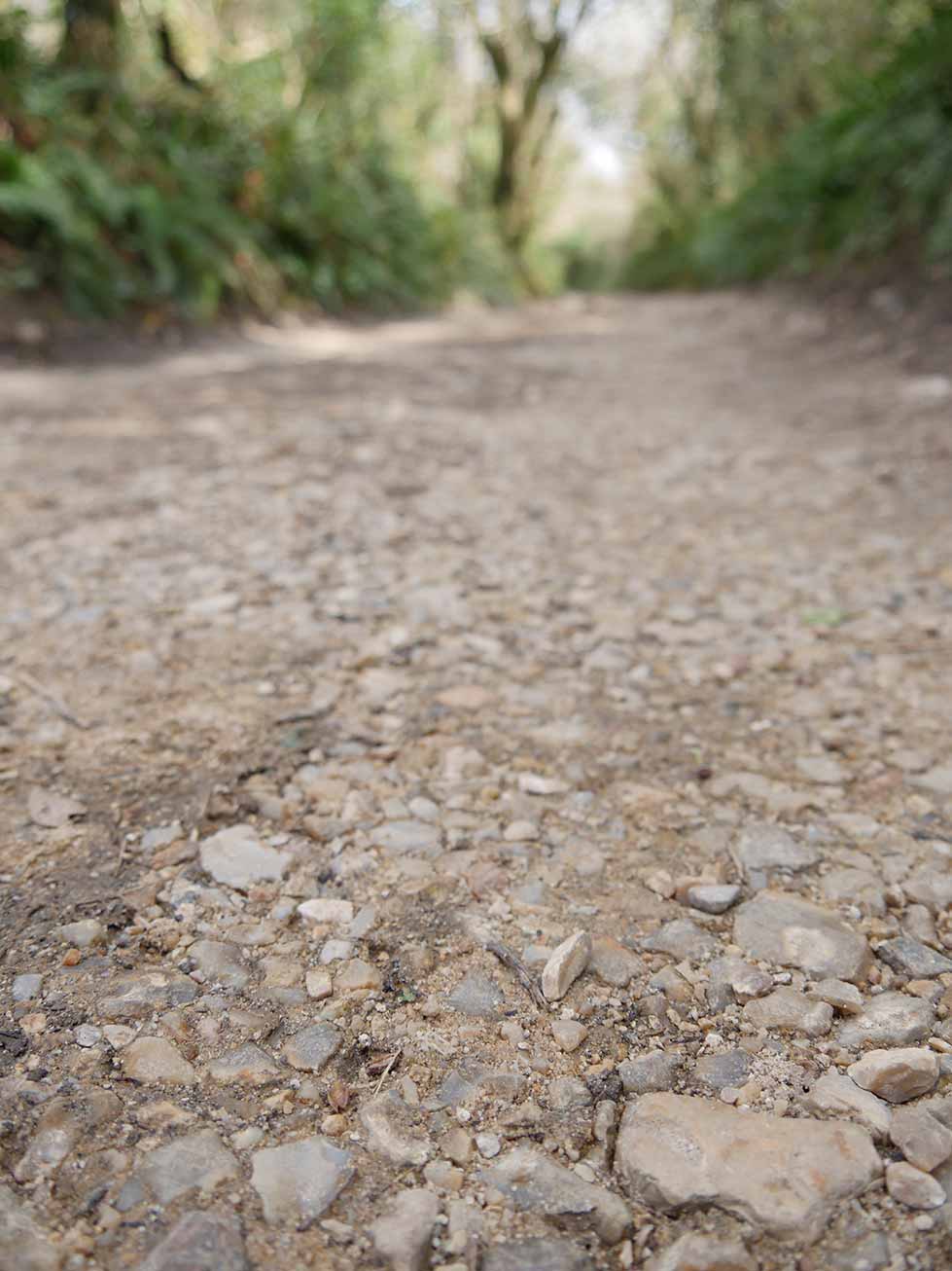 Low profile of the gravel forest path from ground level, stones in the forergound in focus, banks of green blurred in the distance