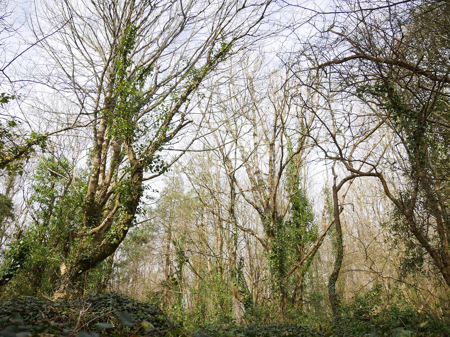 Photo of leafless trees in early spring in a forest