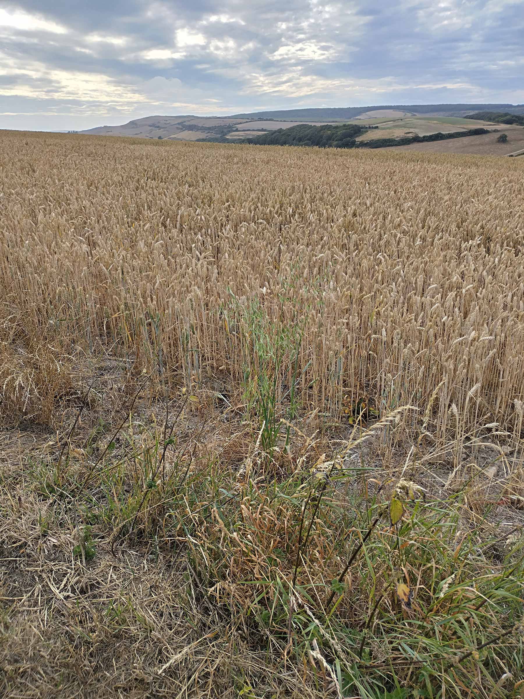 Pale brown dry corn growing in field
