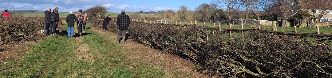 Traditional hedgelaying craft in the countryside
