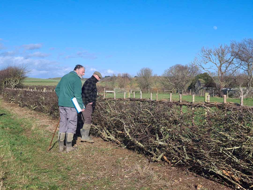 Judges surveying newly laid hedgerow  