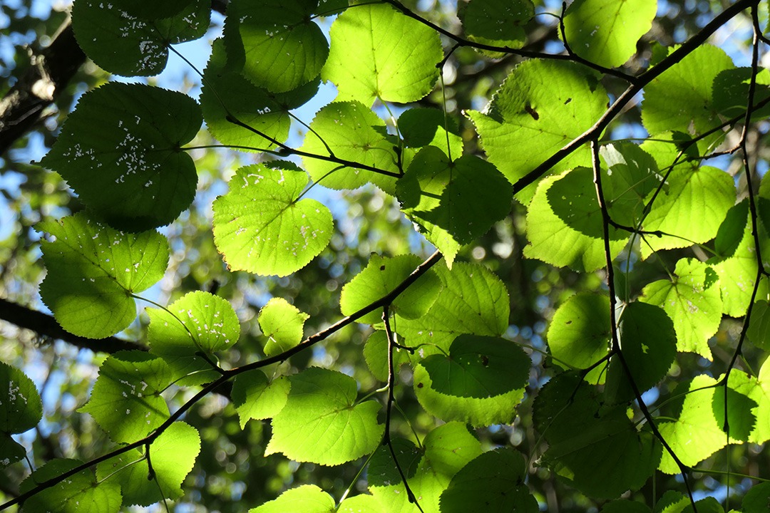 Close up of small leaved lime tree leaves with dappled sunlight 