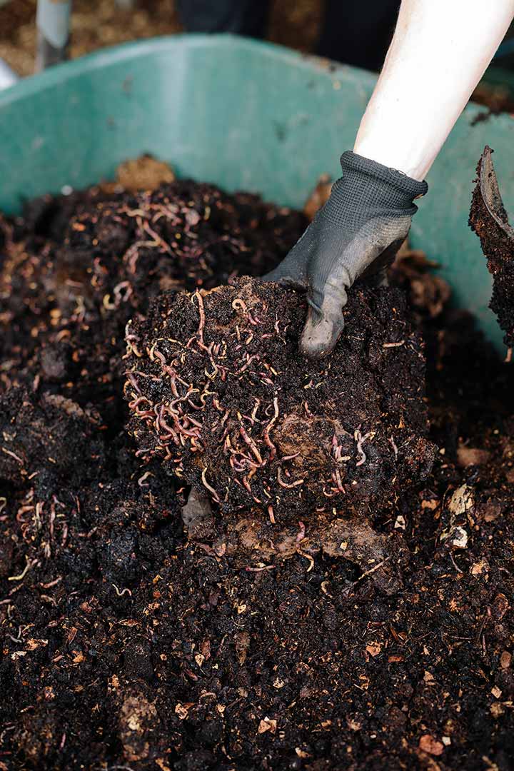 Hand with rubber glove lifting healthy soil with worms
